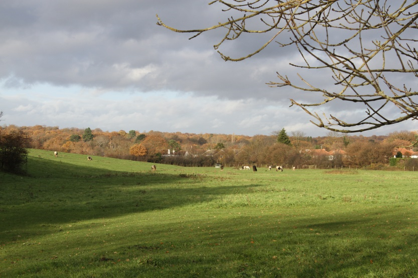 Figure 5; Green Belt West of Ashtead