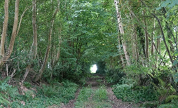 Rural track and lanes