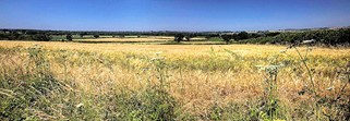 The view from the Thornford Ridge